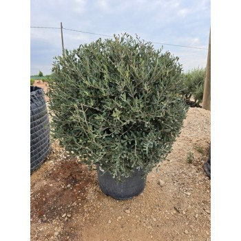 Olea bola 35/45 lt